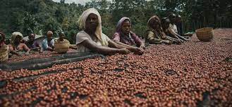 قهوه عربیکا اتیوپی سیدامو 3 45