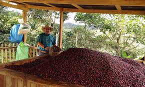 قهوه عربیکا نیکاراگوئه 2 55
