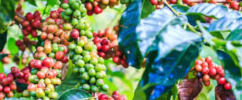 قهوه عربیکا نیکاراگوئه 1 56