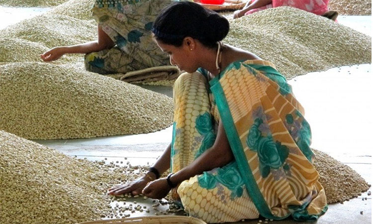 قهوه روبوستا چری هند 1 70