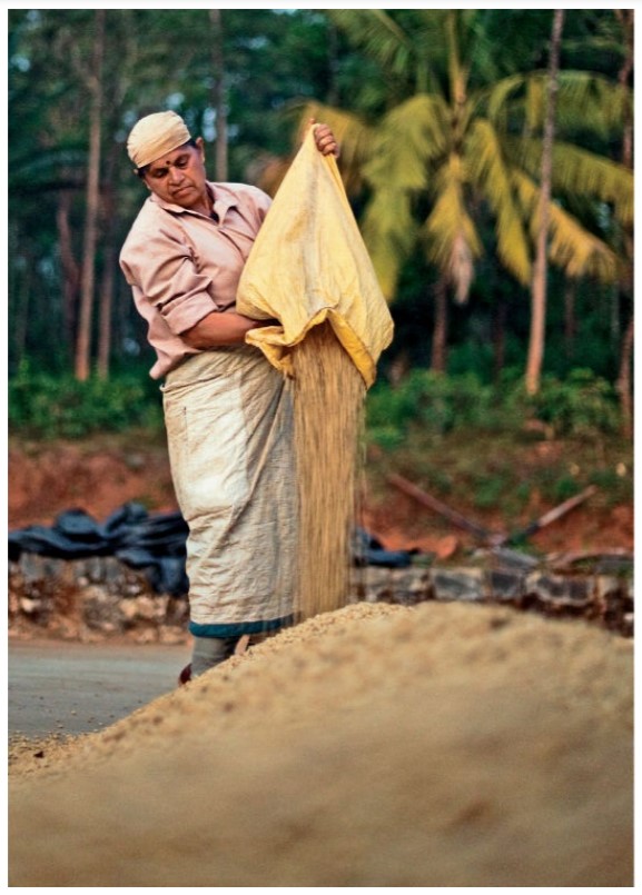 قهوه روبوستا چری هند 2 cherry coffee
