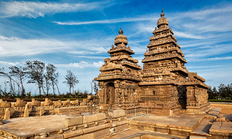 قهوه روبوستا چری هند 3 coffeelaos