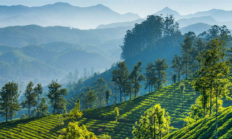 قهوه روبوستا چری هند 4 coffeelaos