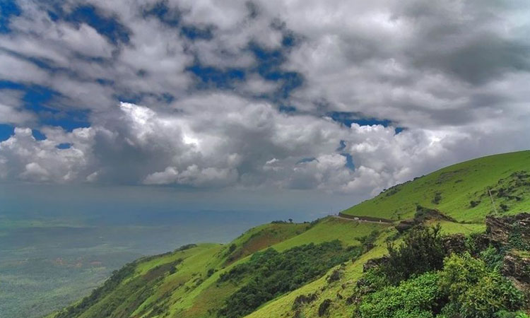 قهوه روبوستا چری هند 5 coffeelaos