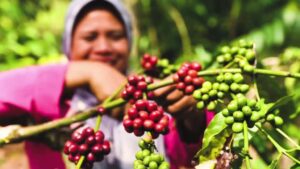 Indonesian-coffee-farm coffee laos