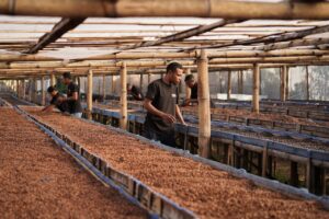 قهوه روبوستا اندونزی 2 indonesian coffee blag