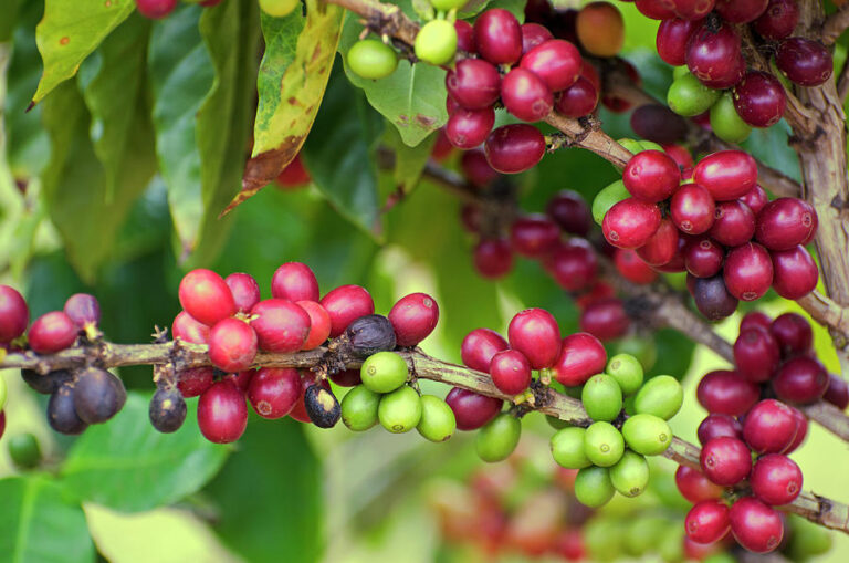 coffee tree arabica